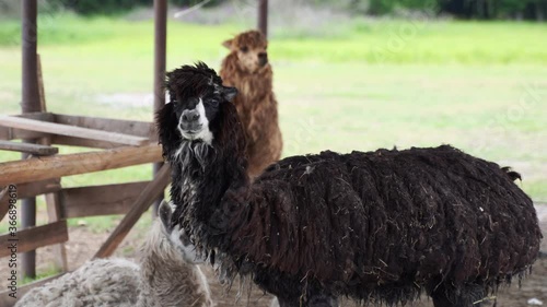 Lllama animals in rural wild nature. South America fauna.  photo