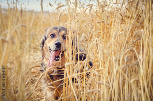 Portrait of a beautiful German shepherd with his tongue hanging out in a wheat field on a Sunny day