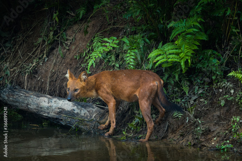 Close up of Dhole, Asian Wild Dog in the nature, animal in the wild