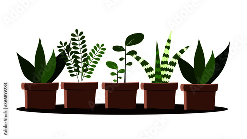 different type of plant in a pot