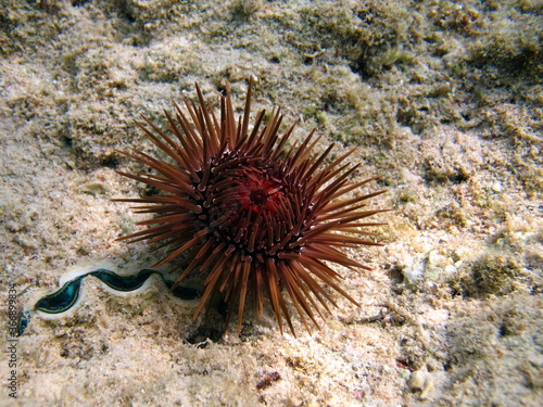 Sea urchin-scallover - grows up to 9 cm. It feeds on detritus, algae. Drills holes in dead corals, for which it got its name - sea urchin-scallover.