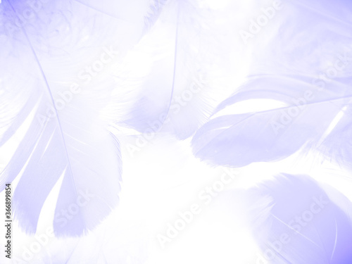 Beautiful abstract white and purple feathers on white background and soft white feather texture on pink pattern and purple background  feather background  pink banners