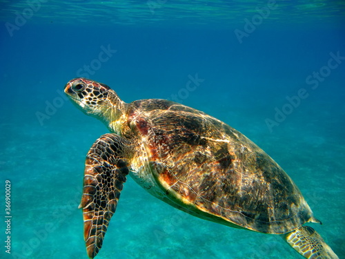 Big Green turtle on the reefs of the Red Sea.