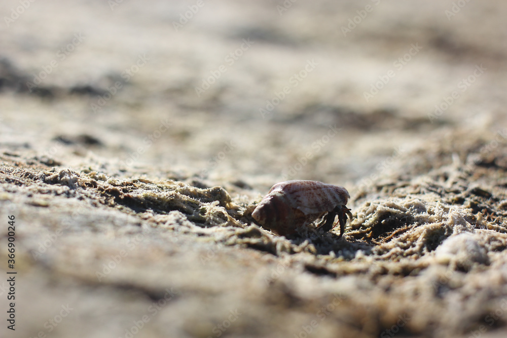 Alanya, TURKEY - August 10, 2013: Travel to Turkey. Cancer hermit. Crab with a shell.