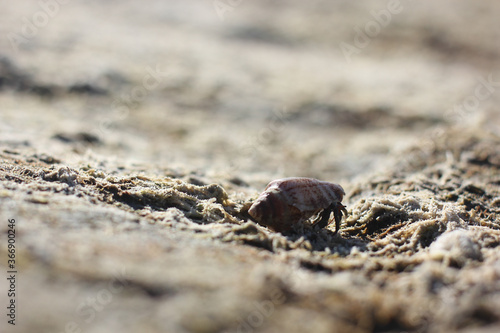 Alanya, TURKEY - August 10, 2013: Travel to Turkey. Cancer hermit. Crab with a shell.