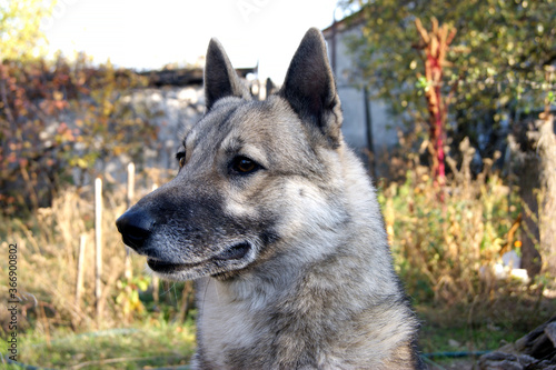 Siberian husky dog portrait outdoors in autumn.