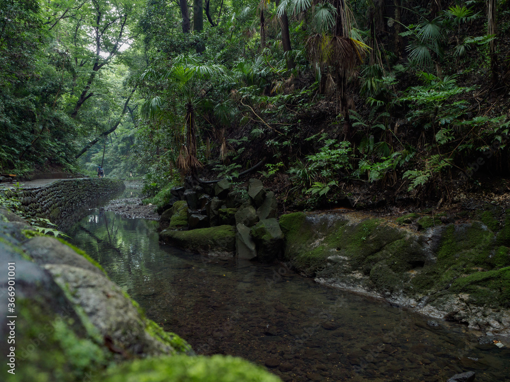 Fototapeta premium 等々力渓谷10