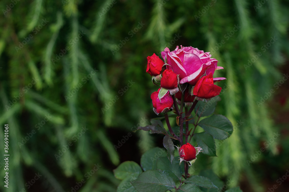 Rose Bush roses. Nature flower background. The flowering of roses. Pink flowers on a green background. Rose Bush roses. Nature flower background. The flowering of roses. Pink flowers on a green background.