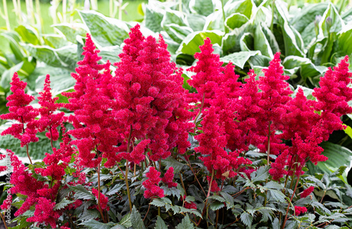 Beautiful flowering astilba bush close up