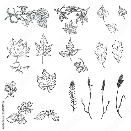 Set of floral elements. Hand drawn vector leaves and branches. Black and white illustration of apricot, jasmine and wild grapes branches, ivy, maple, ash, oak, poplar, linden, lime and lilac leaves