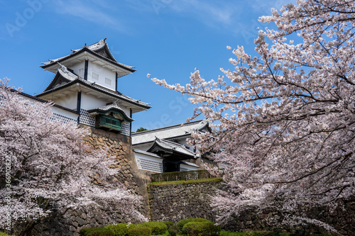 春の金沢　満開の桜と金沢城 © Nature K Photostudio
