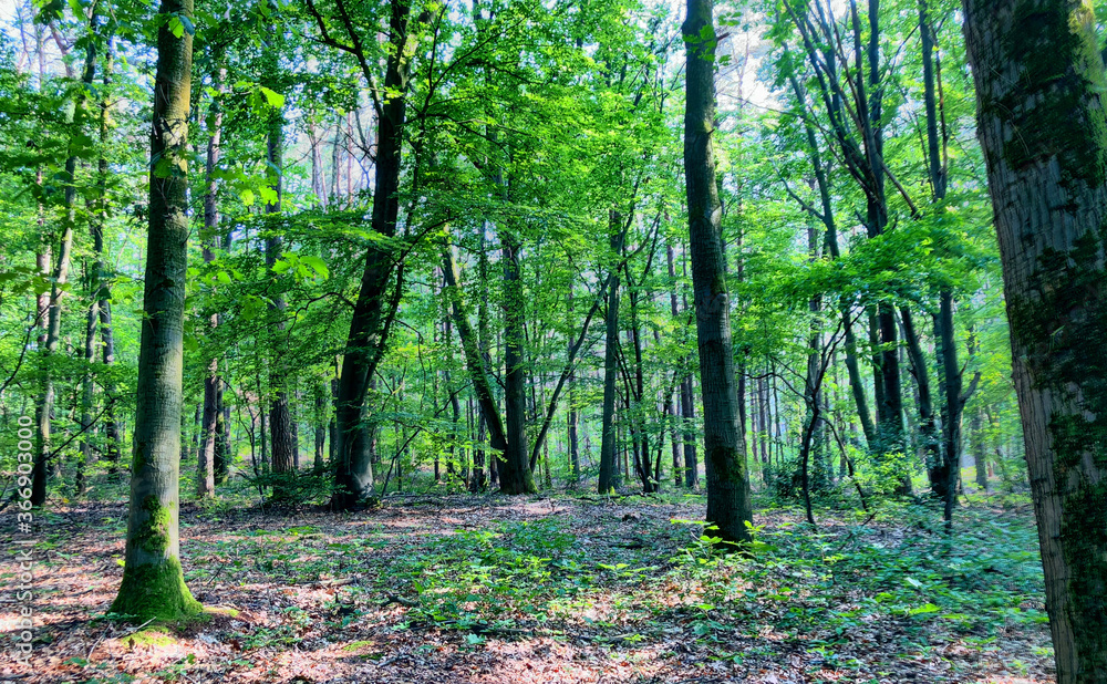 Tall trees with green leaves along forest path with wood corridor. High quality photo Tall trees with green leaves along forest path with wood corridor. High quality photo