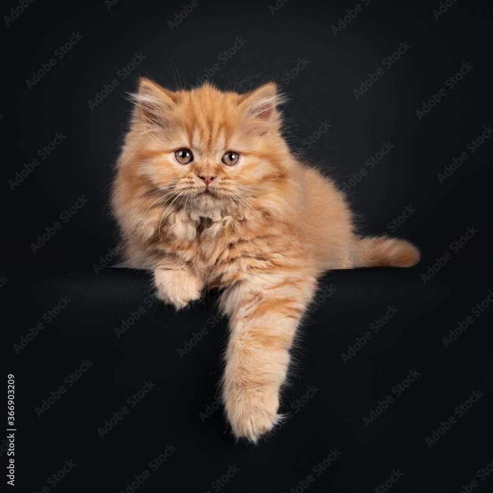 Fluffy solid red British Longhair kitten, laying down with paw relaxed over edge. Looking towards camera. Isolated on black background.
