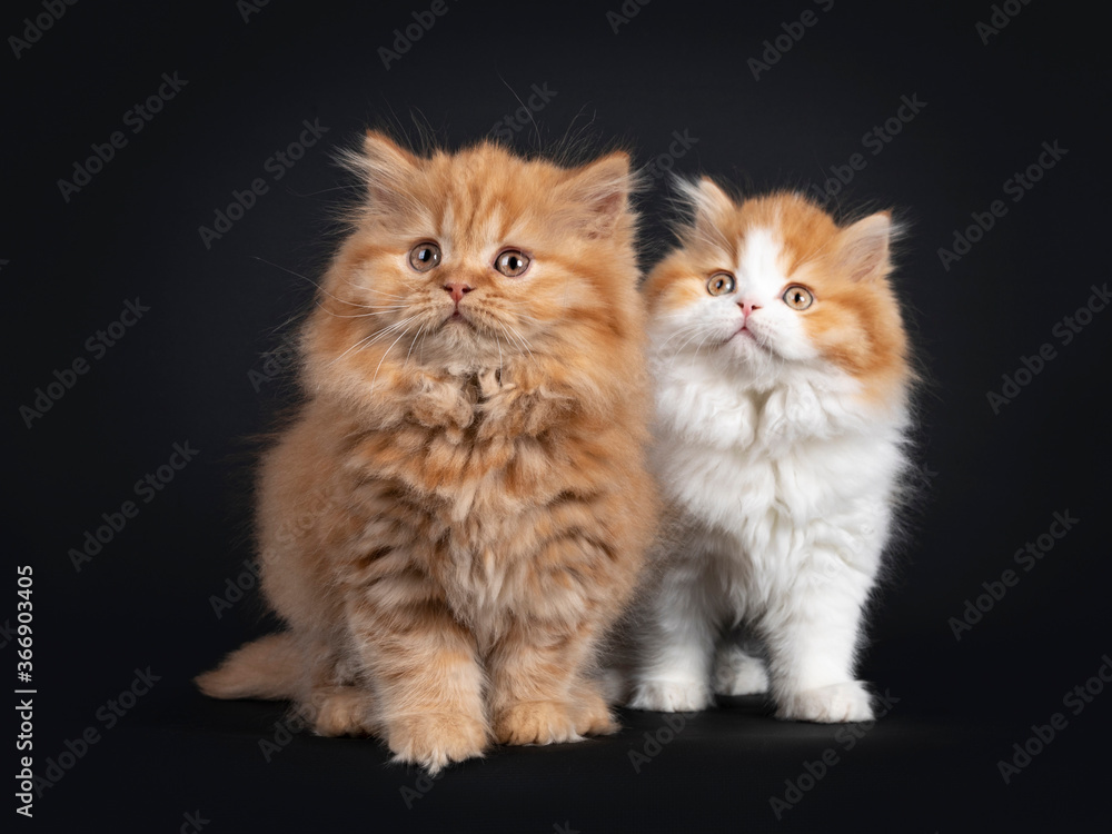 Fluffy duo of British Longhair kittens, standing beside each other. Looking side ways up. Isolated on black background.