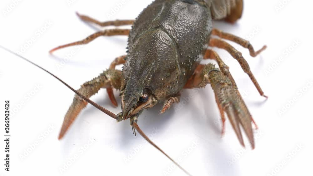 Healthy and active fresh river lobster or crayfish move on a white background. Healthy and active fresh river lobster or crayfish move on a white background.
