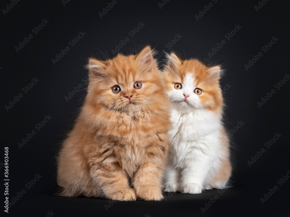 Fluffy duo of British Longhair kittens, standing beside each other. Looking towards camera. Isolated on black background.