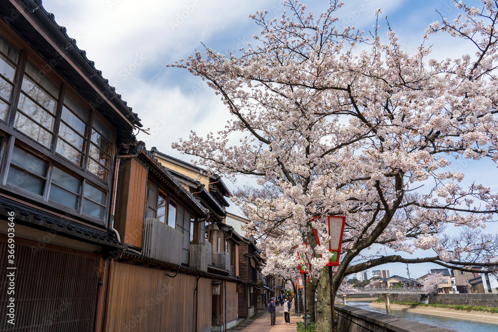 春の金沢　桜咲く主計町茶屋街