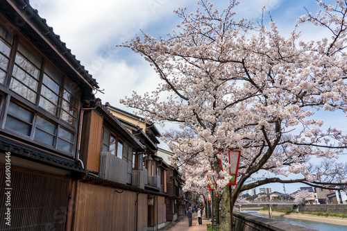Wallpaper Mural 春の金沢　桜咲く主計町茶屋街 Torontodigital.ca