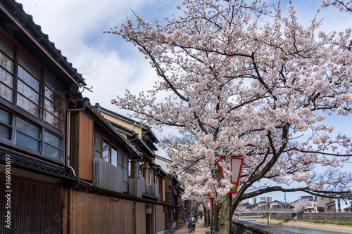 春の金沢　桜咲く主計町茶屋街 © Nature K Photostudio