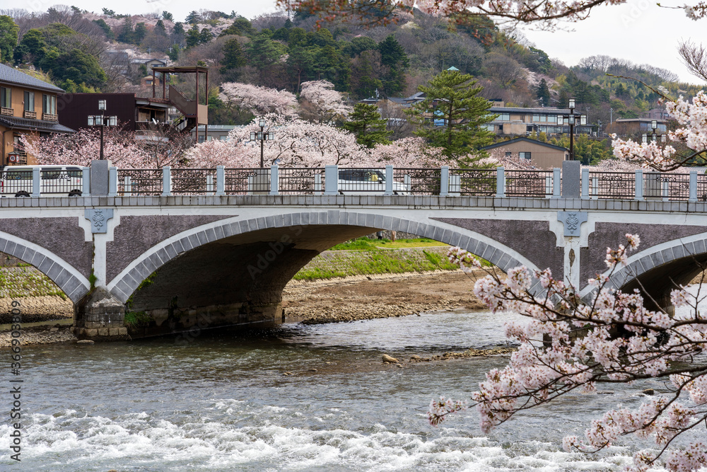 Naklejka premium 春の金沢 満開の桜と浅野川大橋