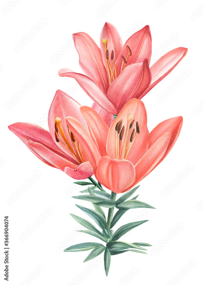 Branch with lily flowers drawn close-up on an isolated white background, watercolor botanical Branch with lily flowers drawn close-up on an isolated white background, watercolor botanical