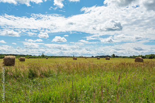 Rural scenic panorama of haymows on a green field in Pushkinskiye Gory, Russia. Horizontal image.