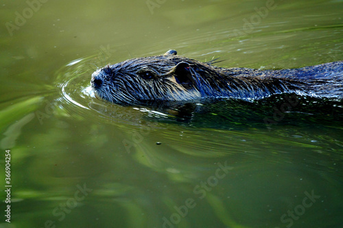 Un castor qui nage dans le Canal de la Bruche, à Strasbourg