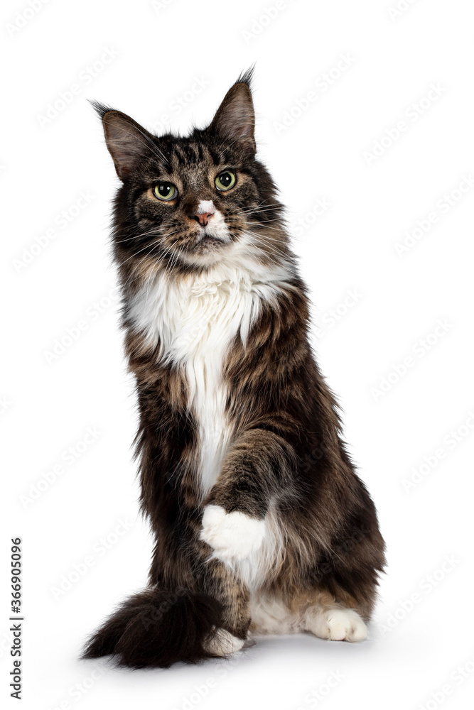 Handsome adult Maine Coon cat, sitting facing front. Looking beside camera with paw playful in air with green eyes. Isolated on white background.
