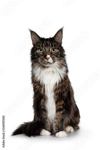 Handsome adult Maine Coon cat, sitting facing front. Looking straight at camera with paw playful in air with green eyes. Isolated on white background.