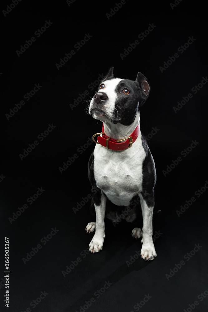 portrait of a pit bull dog isolated on black background