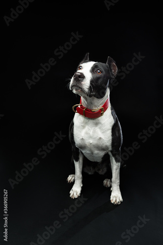 portrait of a pit bull dog isolated on black background © Aleksey Sergeychik