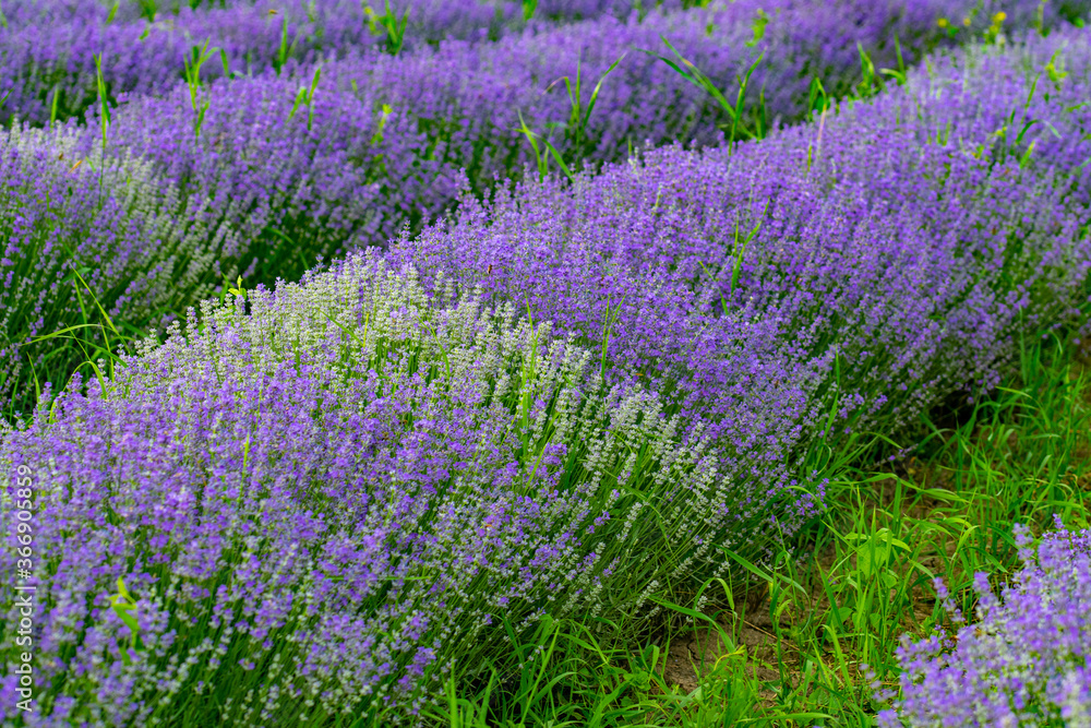 Obraz premium admiring the plain with green grass and purple lavender