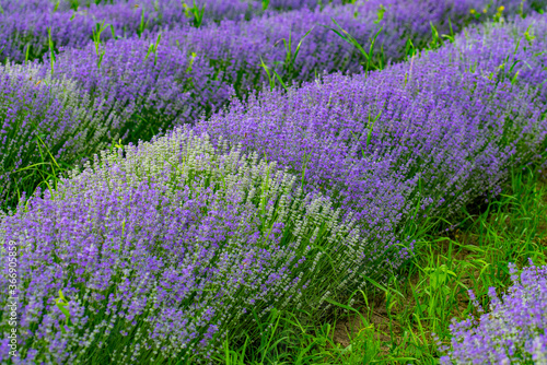 admiring the plain with green grass and purple lavender