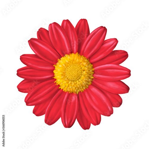 red gerber daisy isolated
