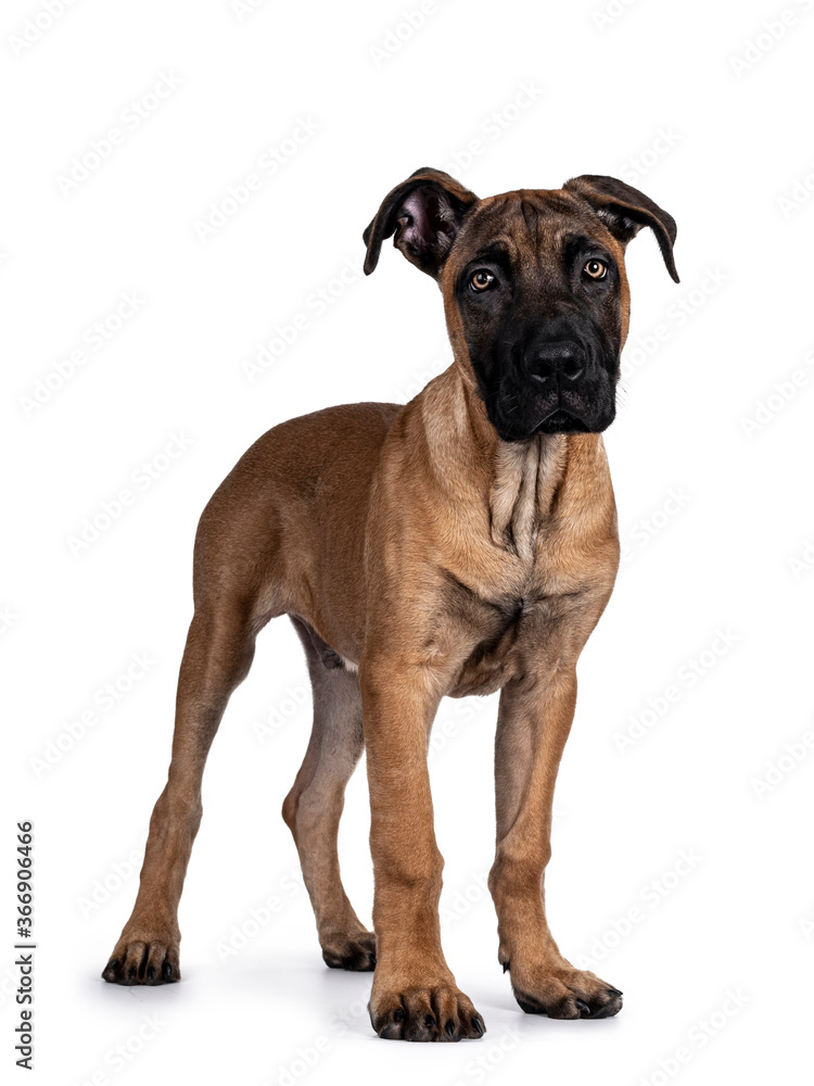 Handsome Boerboel / Malinois crossbreed dog, standing side ways. Head up, looking straight to camera with mesmerizing light eyes. Isolated on white background. Handsome Boerboel / Malinois crossbreed dog, standing side ways. Head up, looking straight to camera with mesmerizing light eyes. Isolated on white background.