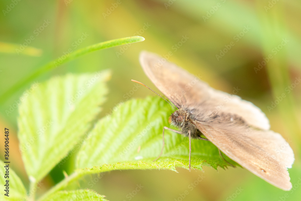 Obraz premium Meadow Brown butterfly (Maniola jurtina) perched on a grass stalk with grass in the background