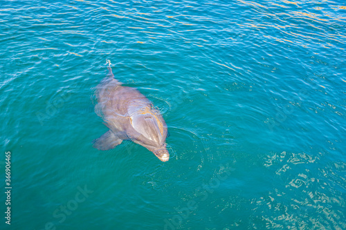 playful dolphin in the blue water