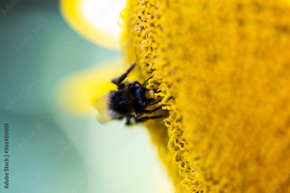 bee on the sunflower, summertime, sunflowerfield bee on the sunflower, summertime, sunflowerfield