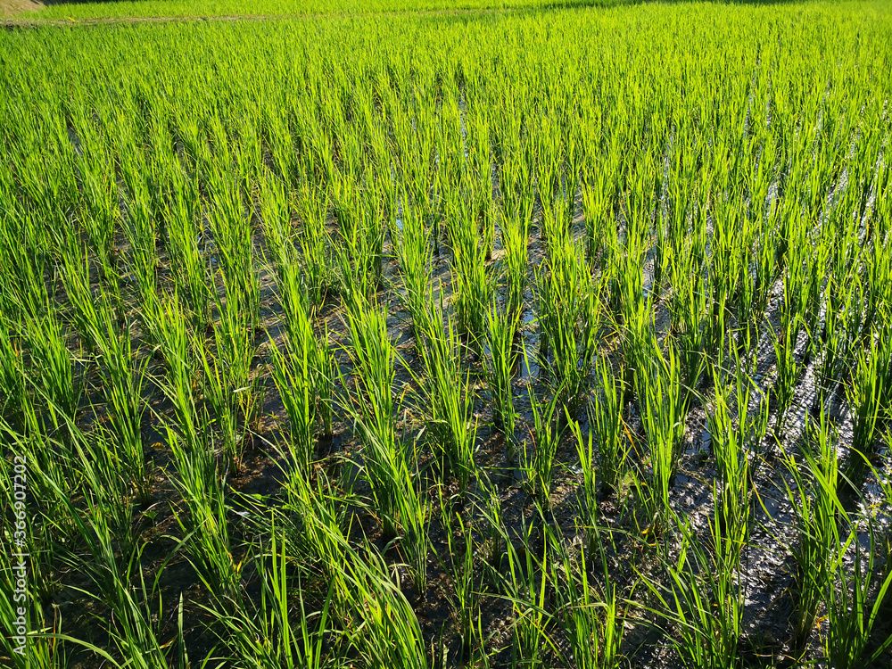 Green rice fields in the rainy season. Green rice fields in the rainy season.