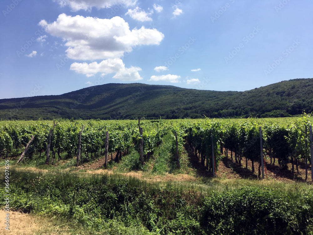 Cultivated vineyard on the island of Krk