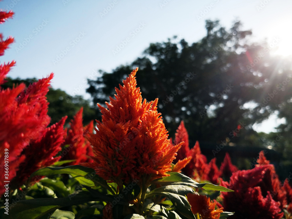 Red Cockscomb floral, Chinese Wool Flower, Celosia argentea are Blossom in the summer farm. Red Cockscomb floral, Chinese Wool Flower, Celosia argentea are Blossom in the summer farm.