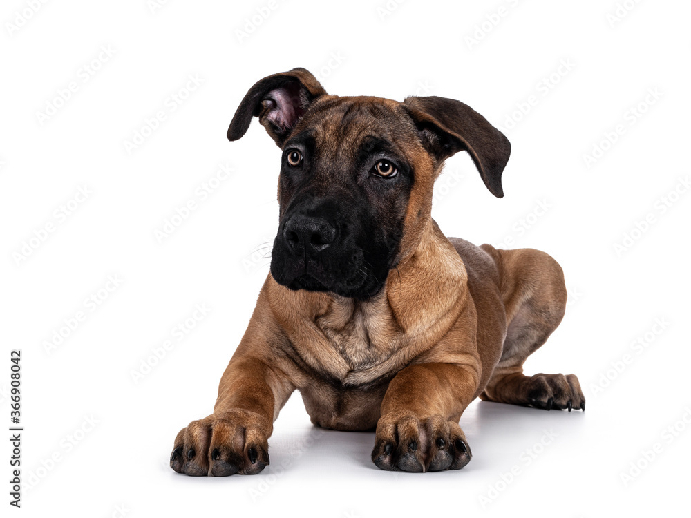 Handsome Boerboel / Malinois crossbreed dog, laying down facing front. Looking curious beside camera with radiant light eyes. Isolated on white background.