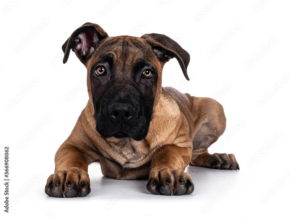 Handsome Boerboel / Malinois crossbreed dog, laying down facing front. Looking curious to camera with radiant light eyes. Isolated on white background.