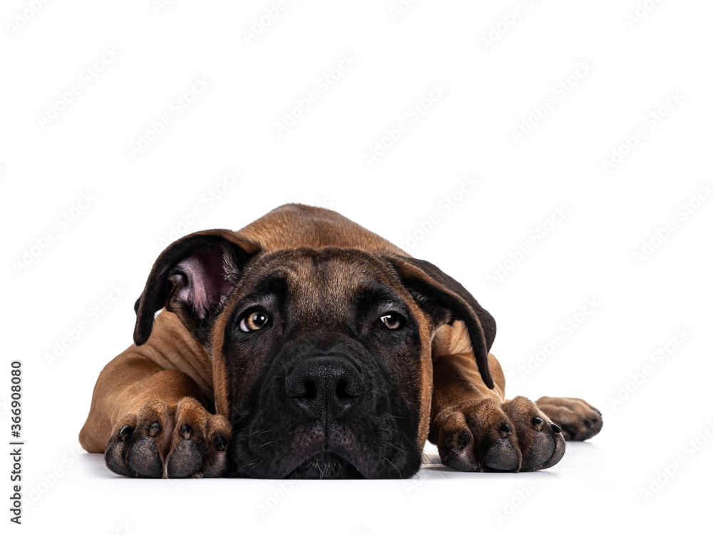 Handsome Boerboel / Malinois crossbreed dog, laying down facing front. Head on floor, radiant light eyes turned to the side. Isolated on white background.