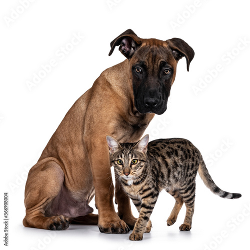 Handsome Boerboel   Malinois crossbreed dog  sitting side ways. Savannah cat passing in front of him. Looking both focussed beside camera with radiant light eyes. Isolated on white background.