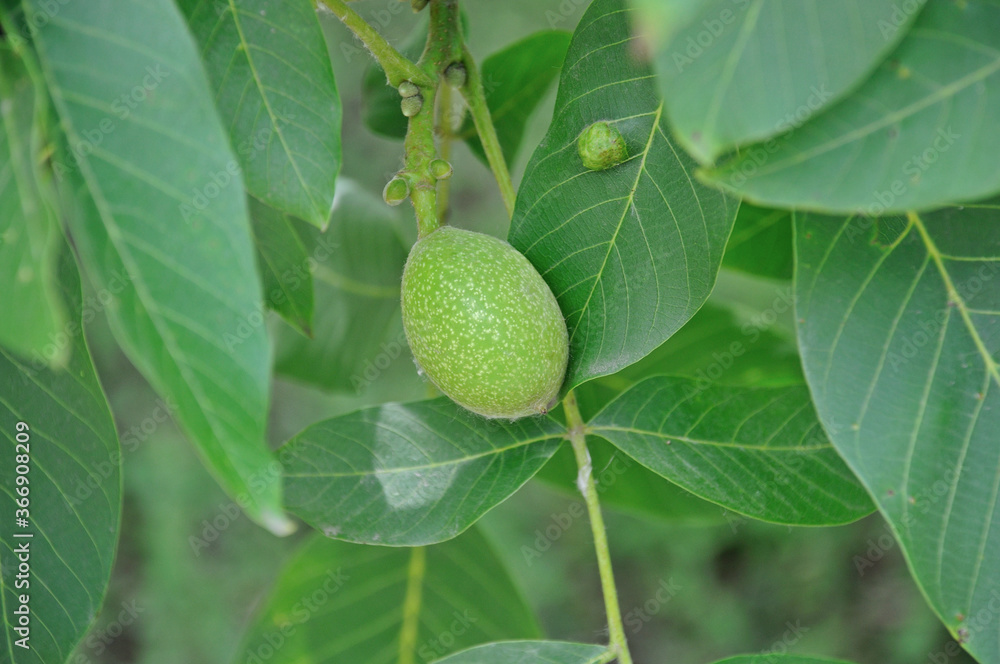 walnut fruits on a tree on a background of green leaves