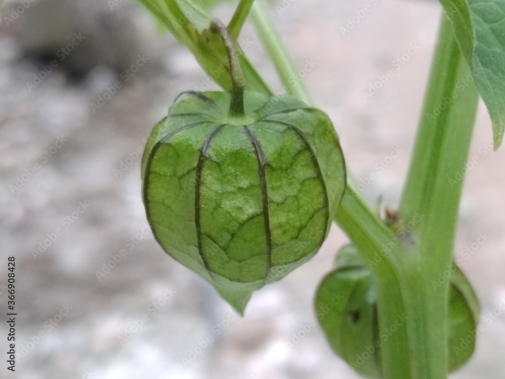 Obraz premium fresh green leaves.