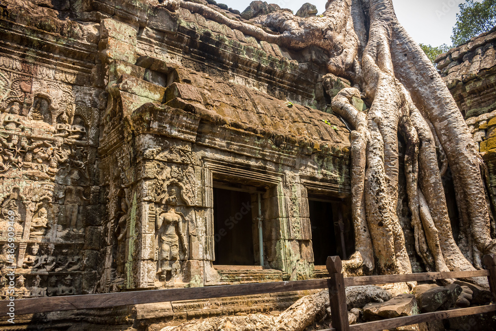 Tree root in Ta Phrom temple at Angkor Wat Complex in Siem Reap - Cambodia
