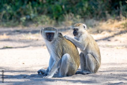 family of Vervet monkey, Chlorocebus pygerythrus in chobe national park, Botswana, Africa safari wildlife photo