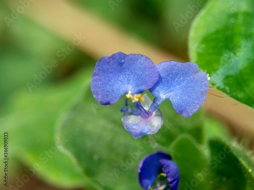 Macro photo of commelina diffusa (climbing dayflower or spreading dayflower) with a natural background. photo